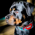 Carica l'immagine nel visualizzatore della galleria, The Mickey Limited SET - Pet Collars & Harnesses from Bestia Dog Gear