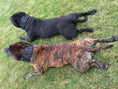 Bild in Galerie-Betrachter laden, BESTIA Black Giant Dog Collar For Large Breeds Durable Soft Lining by Bestia Dog Gear