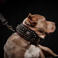 Bild in Galerie-Betrachter laden, Bestia David Hand Stitched Full Grain Leather Show Collar 3.15 Wide by Bestia Dog Gear