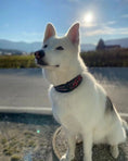 Bild in Galerie-Betrachter laden, The "Haunted'' collar LIMITED - Pet Collars & Harnesses from Bestia Dog Gear
