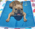 Load image into Gallery viewer, Cool Pet Pad - from The Green Pet Shop