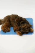 Load image into Gallery viewer, Cool Pet Pad - from The Green Pet Shop