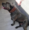 Load image into Gallery viewer, The "Crown" collar - Pet Collars & Harnesses from Bestia Dog Gear