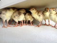 Load image into Gallery viewer, Sweeter Heater Coop & Brooder Heater by My Pet Chicken, group of 9 yellow chicks under a heater