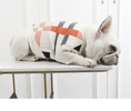 Load image into Gallery viewer, Pet Zen dog sweater, cream knit with orange and black geometric pattern.