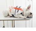 Load image into Gallery viewer, Pet Zen dog sweater, cream knit with orange and black geometric pattern.