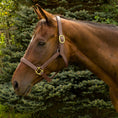 Load image into Gallery viewer, Henri de Rivel Vegan-X Leather Halter - from JPC Equestrian