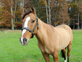 Gallery viewerに画像を読み込む, Henri de Rivel Royal Embroidered Leather Halter - from JPC Equestrian