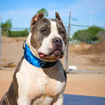 Load image into Gallery viewer, The Darth Force Limited Collar - Pet Collars & Harnesses from Bestia Dog Gear
