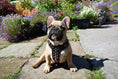 Load image into Gallery viewer, The "Rocky" studded leather harness Small to Medium Size - Pet Collars & Harnesses from Bestia Dog Gear