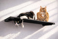 Bild in Galerie-Betrachter laden, Wall Mounted Cat Shelf in black wood with two cats lounging on the perch