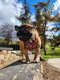 Load image into Gallery viewer, The ''Eros'' harness Black & Orange Small to Medium Size - Pet Collars & Harnesses from Bestia Dog Gear