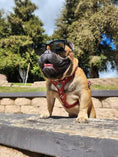 Load image into Gallery viewer, The ''Eros'' harness Black & Orange Small to Medium Size - Pet Collars & Harnesses from Bestia Dog Gear