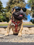 Bild in Galerie-Betrachter laden, The ''Eros'' harness red Small to Medium Size - Pet Collars & Harnesses from Bestia Dog Gear
