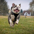 Carica l'immagine nel visualizzatore della galleria, The ''Style'' harness Black - Pet Collars & Harnesses from Bestia Dog Gear