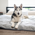 Bild in Galerie-Betrachter laden, PupChill Cooling Waterproof Blanket Arctic Grey by Paw.com on bed with a curious husky puppy