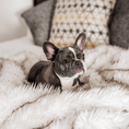 Load image into Gallery viewer, PupProtector™ Waterproof Throw Blanket for dogs, white with brown accents on a plush faux-fur surface.