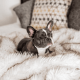 Load image into Gallery viewer, PupProtector™ Waterproof Throw Blanket for dogs, white with brown accents on a plush faux-fur surface.