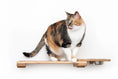 Bild in Galerie-Betrachter laden, Wall Mounted Cat Feeding Shelf in light wood with a metal bowl and a calico cat perched on it.