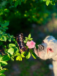 Load image into Gallery viewer, Pork Kidney Thin Cut by Naked Beasts; dried brown treat on green leaves beside a pig.