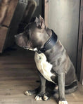 Load image into Gallery viewer, Plain "Style" Collar black - Pet Collars & Harnesses from Bestia Dog Gear