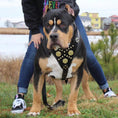 Load image into Gallery viewer, The "Maximus" harness black & gold - Pet Collars & Harnesses from Bestia Dog Gear