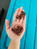 Load image into Gallery viewer, Lamb Pizzle by Naked Beasts, Limited Edition dog chew, two reddish-brown twisted pieces