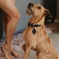 Load image into Gallery viewer, Designer Premium American Leather Dog Collar Full Grain Handcrafted by Lifetime Leather Co