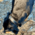 Load image into Gallery viewer, Halter Ego Milan Black Leather And Burnished Gold Trim Dog Collar by Halter Ego®