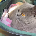 Cargar la imagen en la vista de la galería, Furvelo Jogger Pet Stroller, green fabric with pink blanket, gray cat inside.