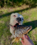 Carica l'immagine nel visualizzatore della galleria, Salmon head (2 halves) from Naked Beasts, held by a dog outdoors.