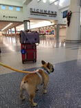 Bild in Galerie-Betrachter laden, Mr. Peanut's Gold Series V2.0 Pet Carrier, purple travel carrier on luggage at airport with a small dog on leash.