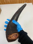 Carica l'immagine nel visualizzatore della galleria, Bison horn by Naked Beasts, dark brown, grass-fed and finished