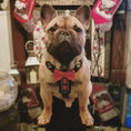 Bild in Galerie-Betrachter laden, Bestia Dog Gear Bowtie Leather Harness Handmade Black Small Medium by Bestia Dog Gear