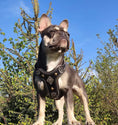 Charger l'image dans la visionneuse de la galerie, The ''Aztec'' harness Black Small to Medium Size - Pet Collars & Harnesses from Bestia Dog Gear