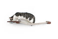 Charger l'image dans la visionneuse de la galerie, Cat Hammock by Catastrophic Creations; wall-mounted raised cat furniture with beige fabric and wooden ends