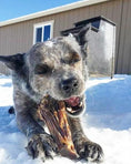 Load image into Gallery viewer, Dog chewing a bone in the snowy yard near a house, close-up of a gray dog.