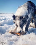 Load image into Gallery viewer, Lamb Shank dog treat by Naked Beasts, pasture-raised lamb bone on snow