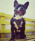 Load image into Gallery viewer, Bestia Dog Gear Genuine Studded Leather Harness Black Small Medium Size by Bestia Dog Gear