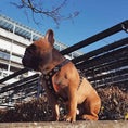 Load image into Gallery viewer, The ''Bijou'' harness Black & Orange Small to Medium Size - Pet Collars & Harnesses from Bestia Dog Gear