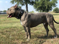 Bild in Galerie-Betrachter laden, "Aztec" black dog collar by Bestia Dog Gear