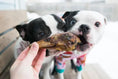 Load image into Gallery viewer, Duck Heads ABF dog chew toy by Naked Beasts; two dogs nibbling a brown duck head