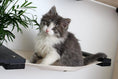 Load image into Gallery viewer, Cat Hammock Wall with Planter in beige fabric with a fluffy gray and white kitten.