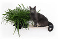 Load image into Gallery viewer, Cat Hammock Wall with Planter by Catastrophic Creations, gray cat on wooden shelf with green fern.