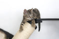 Load image into Gallery viewer, The Crossroads Cat Wall Scratcher Tree with Ramp by Catastrophic Creations; beige rope scratching post with tabby kitten