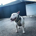 Gallery viewerに画像を読み込む, Bestia Dog Gear Platinum Harness Medium Handmade Black Leather Design by Bestia Dog Gear
