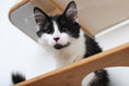 Bild in Galerie-Betrachter laden, The Roman wall-mounted cat condo on a wooden perch with a black-and-white kitten.