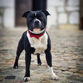 Charger l'image dans la visionneuse de la galerie, The "Bowtie" collar black - Pet Collars & Harnesses from Bestia Dog Gear