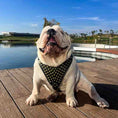 Bild in Galerie-Betrachter laden, Bestia Gladiator 4mm Italian Leather Harness Gold Silver Large by Bestia Dog Gear