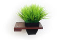 Load image into Gallery viewer, Cat Plant Stand for Wall by Catastrophic Creations; brown wood shelf with black planter and green faux grass.